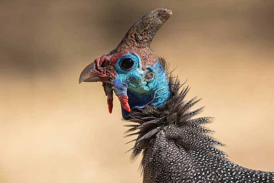A big bird with wattles and bright blue face has a pointed casque on its head.