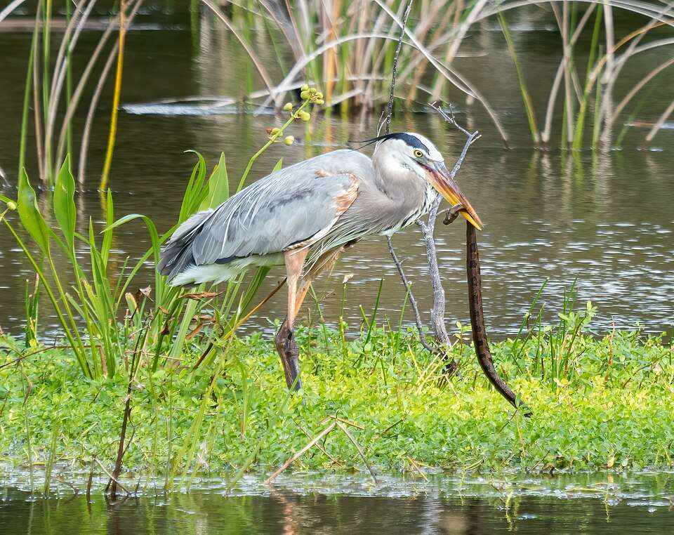 A large gray colored heron eating a snake.