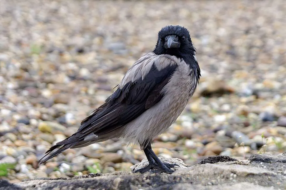 Large glossy black and gray crow with big bill.