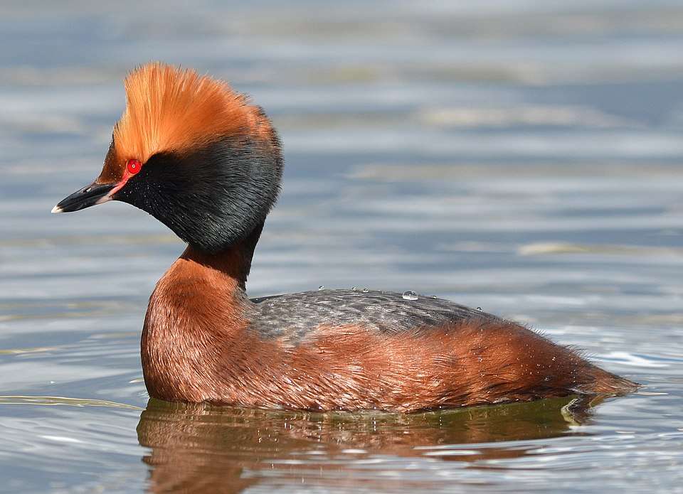 Bright red and brown waterbird with crest.