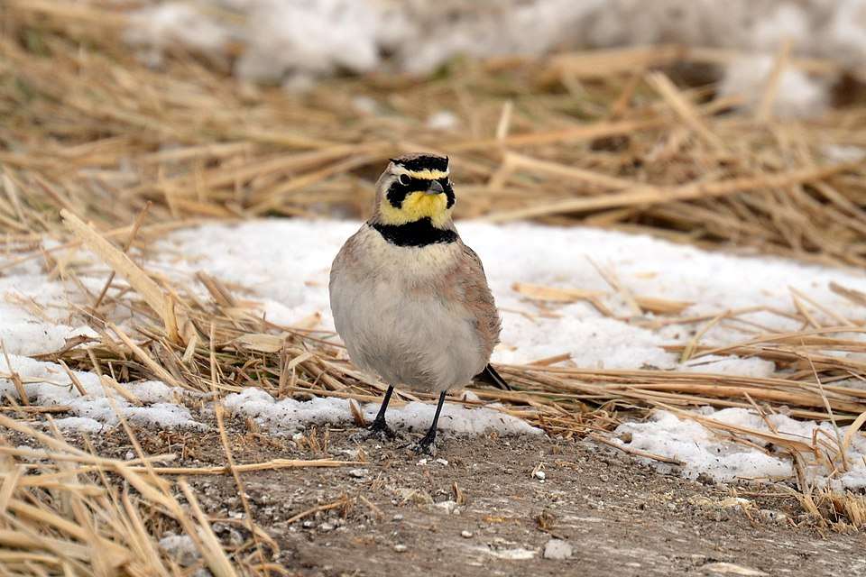 A pale brown bird with white underparts, a yellow throat and black under the eyes.