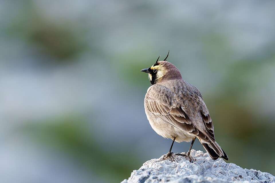 Small brown bird on a rock. It has 2 horned like feathers on its head.