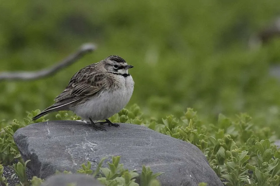 A pale brown bird with white underparts and black under the eyes.
