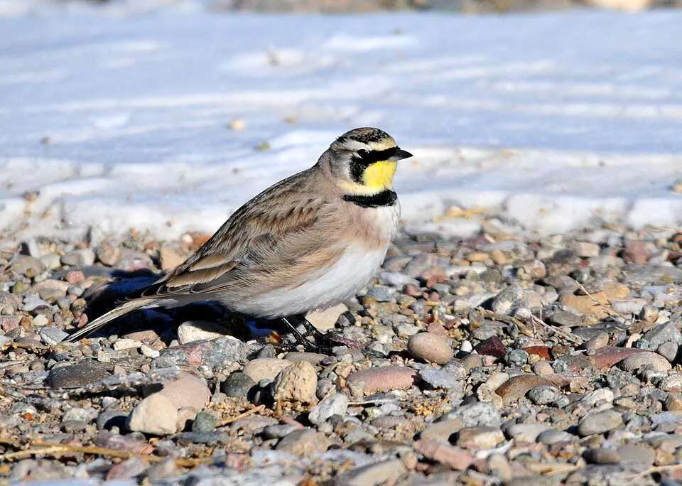 A pale brown bird with white underparts, a yellow throat and black under the eyes.