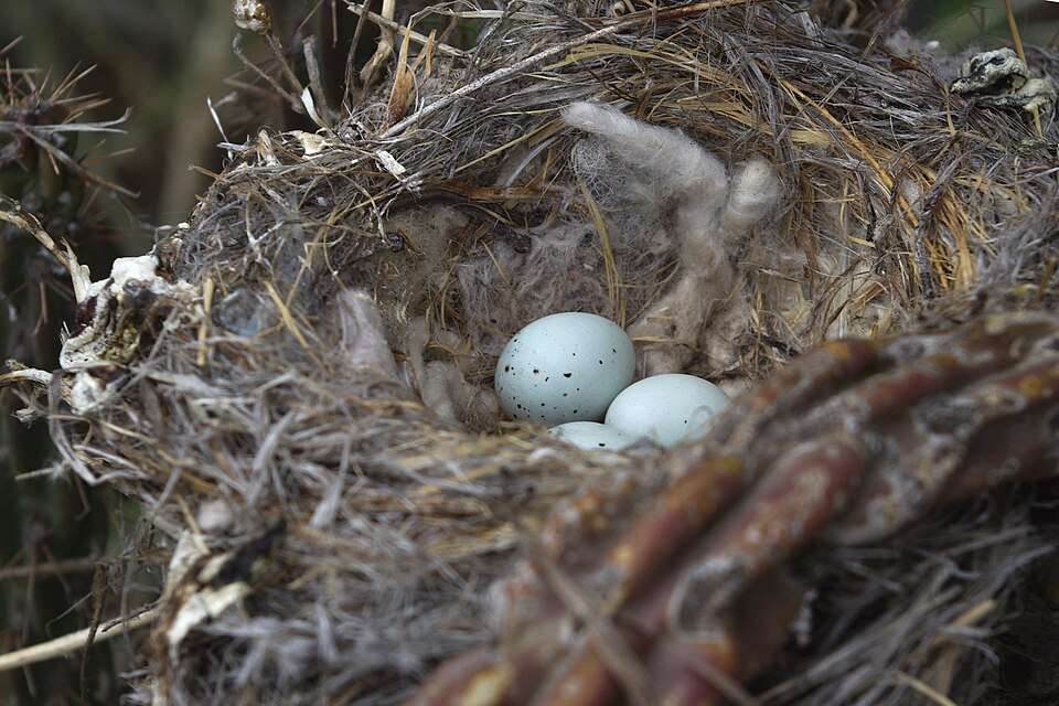 A nest contains several blue speckled eggs.