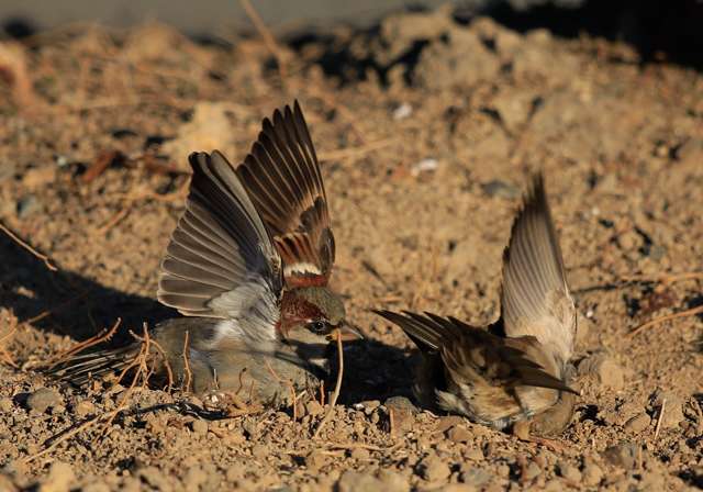 Pair of small brown birds on the ground, bathing in the dirt.