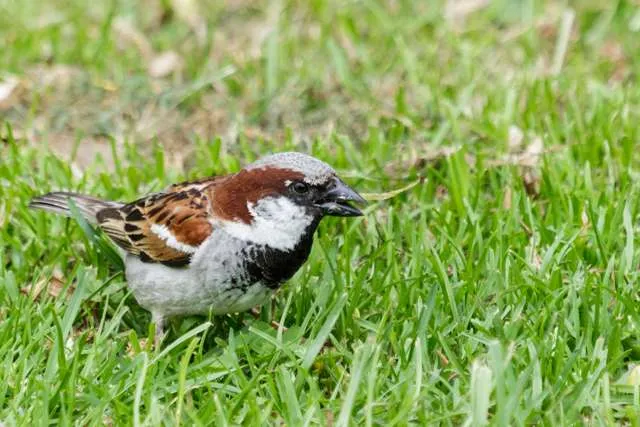 Small brown, white and black bird in the grass.