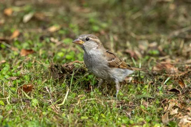 Small brown bird standing in short grass.