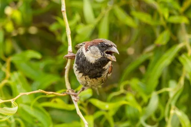 Small brown and black bird holding on to a vine with its mouth wide open.