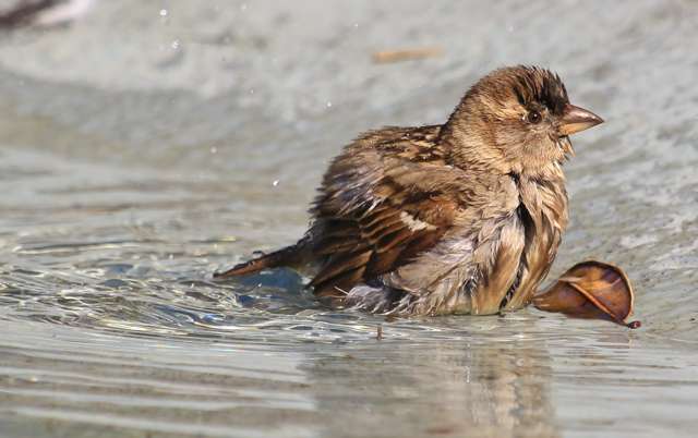 Small brown bird bathing in a puddle.