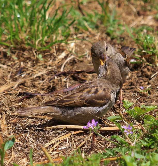 2 small brown birds with one feeding another.