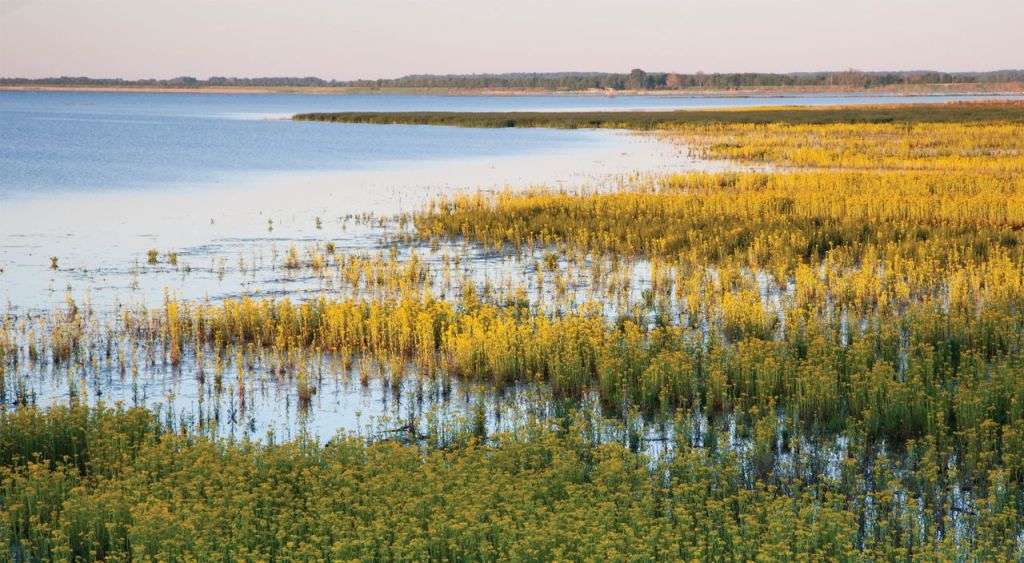 Illinois Emiquon Preserve Scene of water and shore plants.