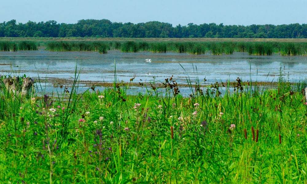Illinois Hennepin & Hopper Lakes Scene of long green foliage and water.