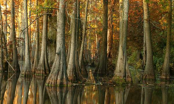 Illinois Horseshoe Lake State Park Scene of trees in water.