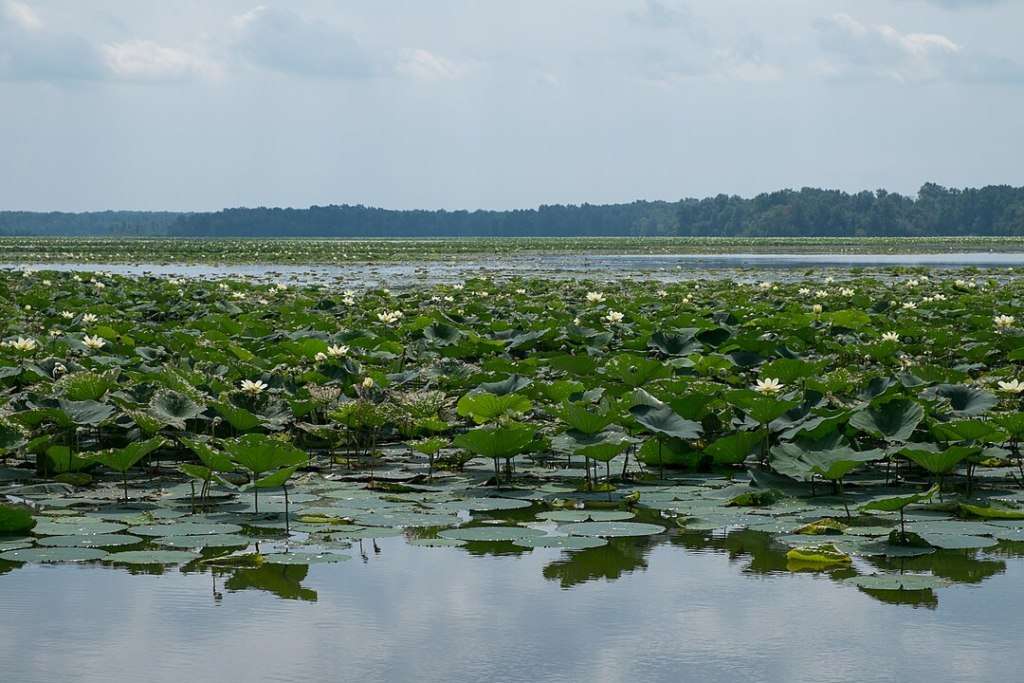 Illnois Crab Orchard Scene of lily pads on water.