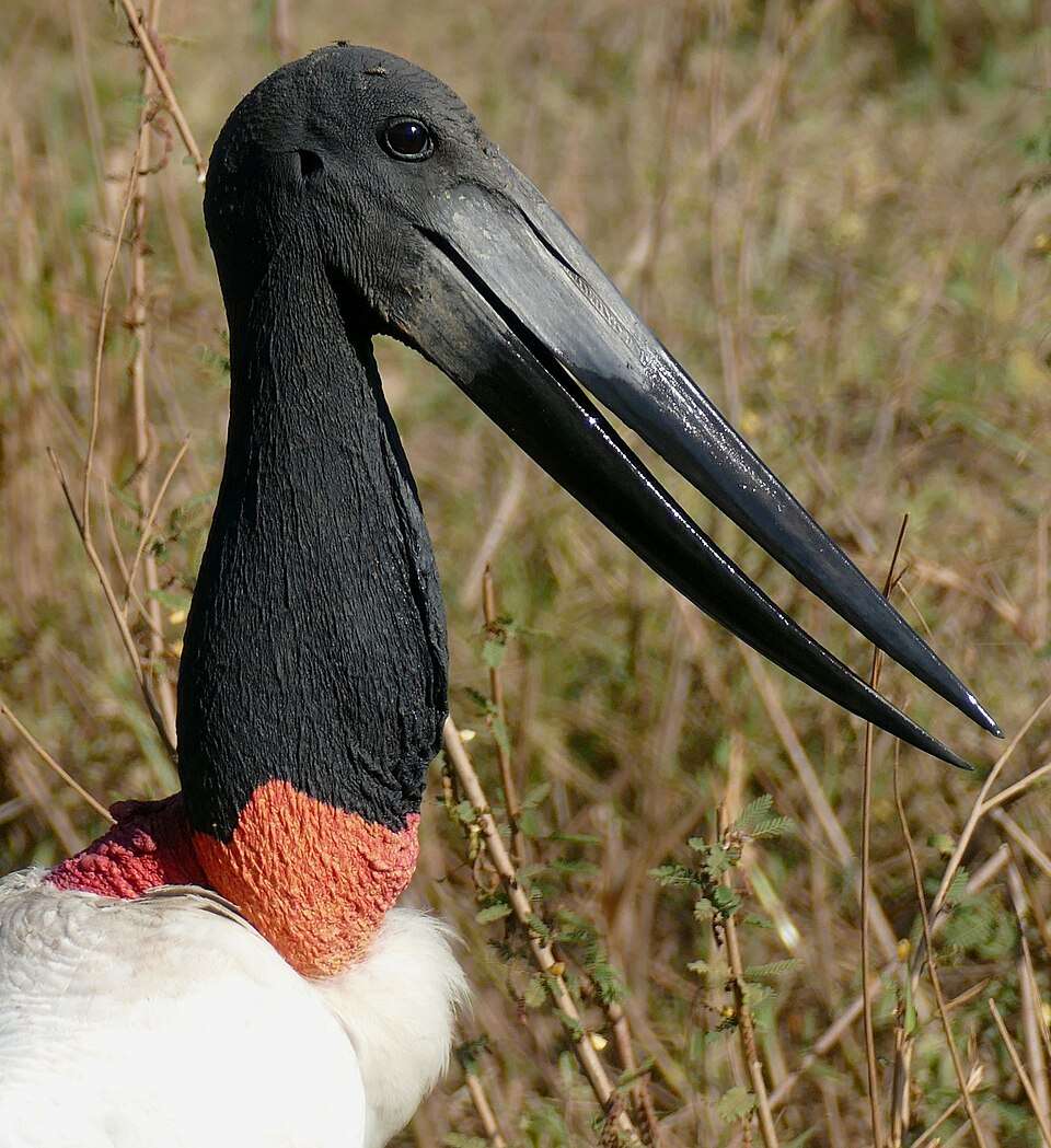 Large white waterbird with black head and neck, red ring at the base.