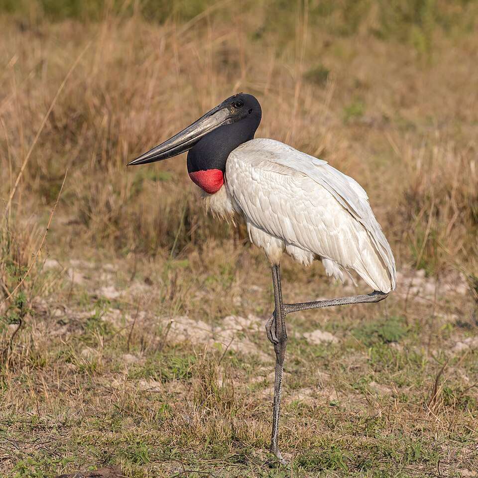 Large white waterbird with black head and neck, red ring at the base.