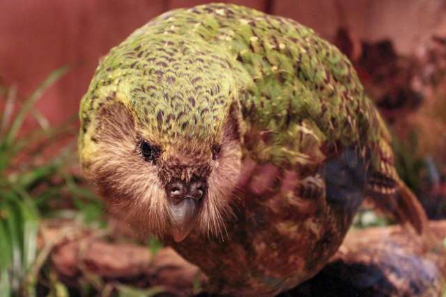 Large green parrot with an owl-like face.