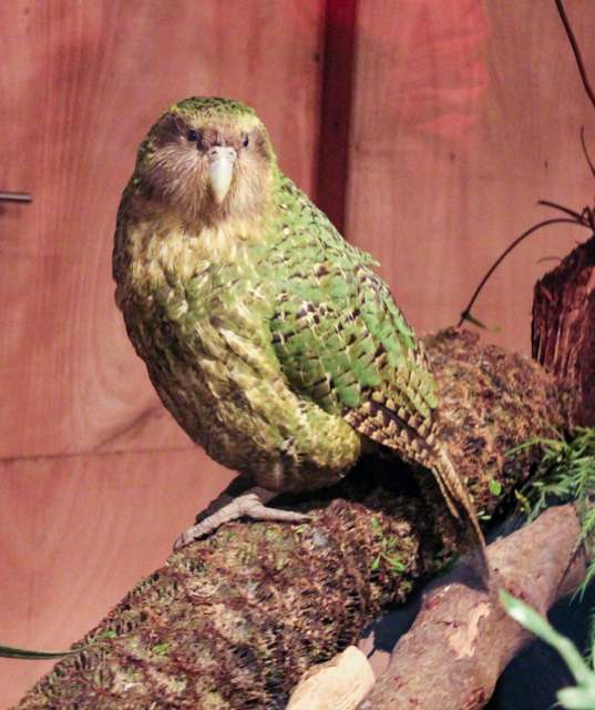 Large green parrot with owl-like face.