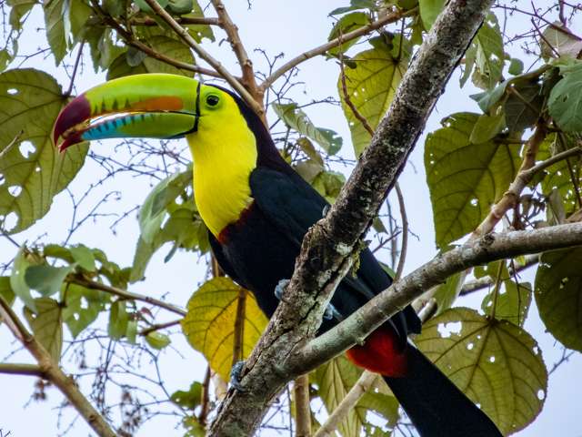 Large black bird with yellow throat and very large green bill.