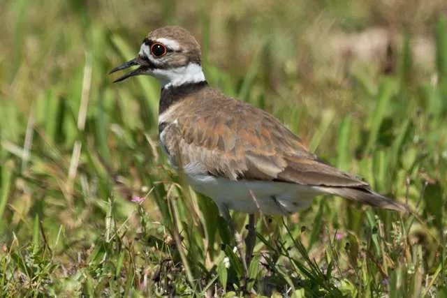 Medium sized shorebird with brown and white plumage and a red eye ring.