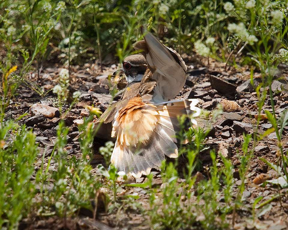 A brown and cream patterned shore bird is lying down with its wing in the air.