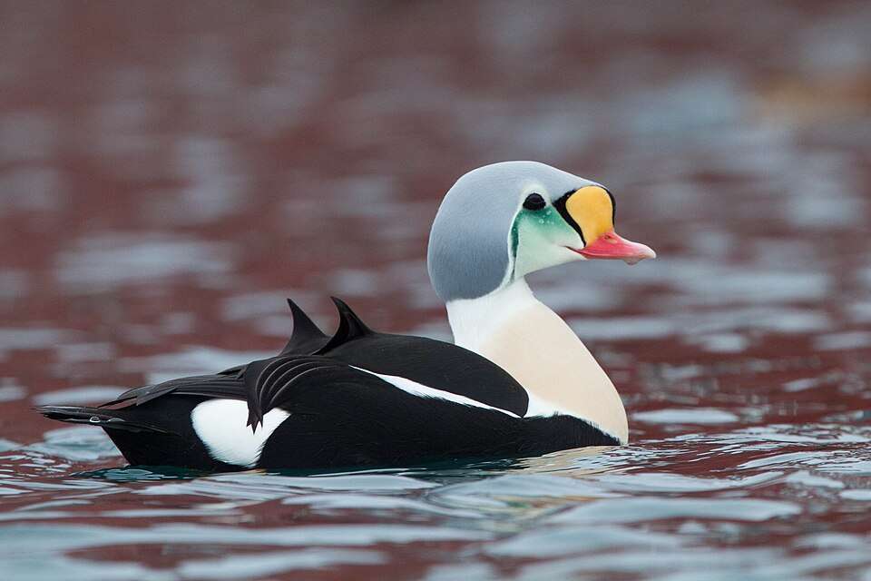 Stunning duck with black and white body. It has a gray head, turquoise cheek, yellow nose and red bill.