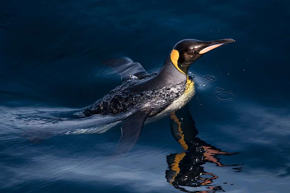 A dark penguin with orange ear patches is swimming on the water.