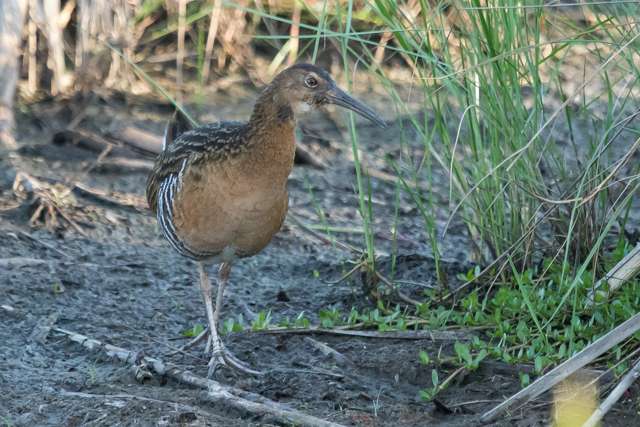 Very large rail with brown streaky plumage and large bill.
