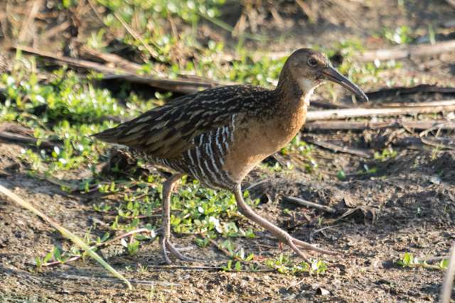 Very large rail with brown streaky plumage and large bill.