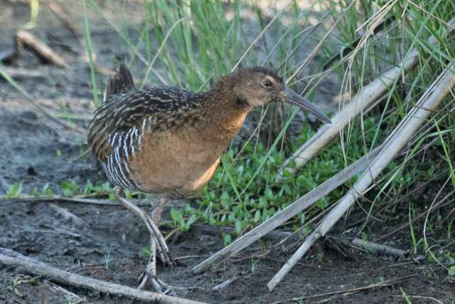 Very large rail with brown streaky plumage and large bill.