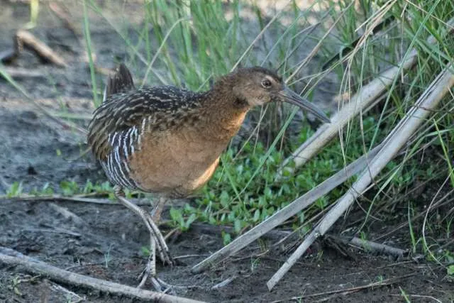 Very large rail with brown streaky plumage and large bill.