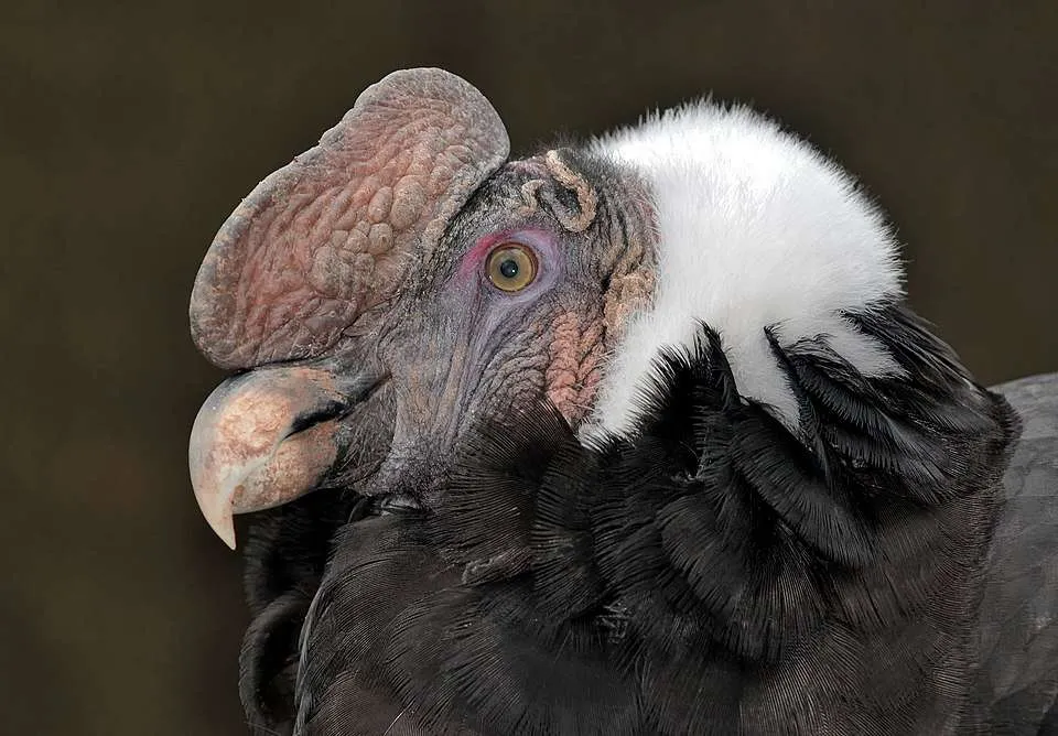 Close up of the head of a huge condor with gnarly wrinkled skin.