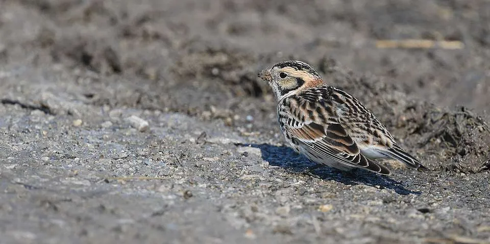 Small and colorful prairie bird.