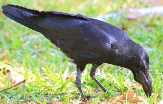 Large glossy black crow with big bill.