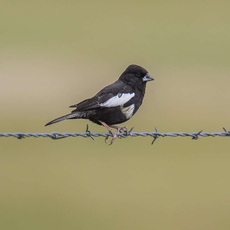 Small black bird on a wire. It has white wings.