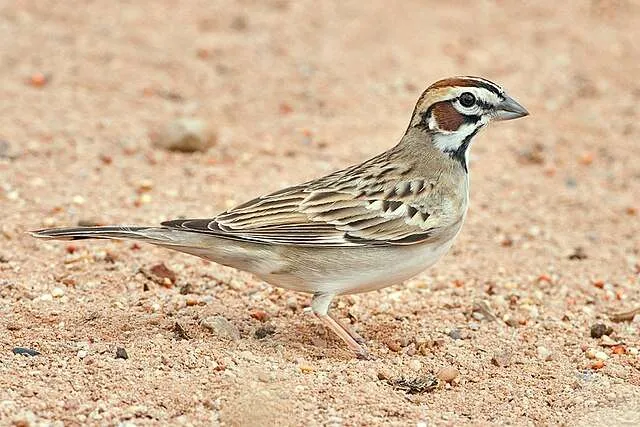 Colorful sparrow with brown, tan, black and white head.