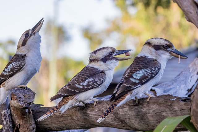 3 huge kingfishers with dark brown back, paler front and brown and cream head. they have huge bills.