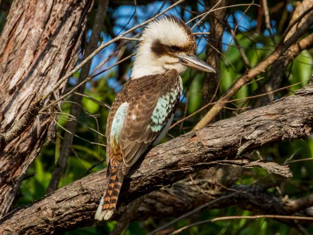 Huge kingfisher with dark brown back, paler front and brown and cream head. It has a huge bill.