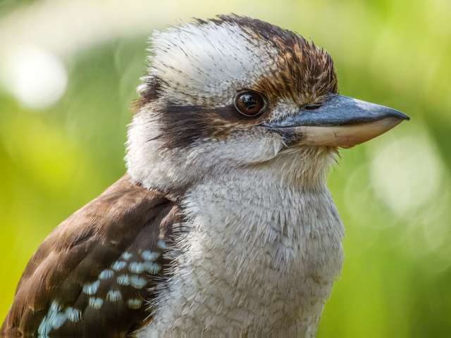 Huge kingfisher with dark brown back, paler front and brown and cream head. It has a huge bill.