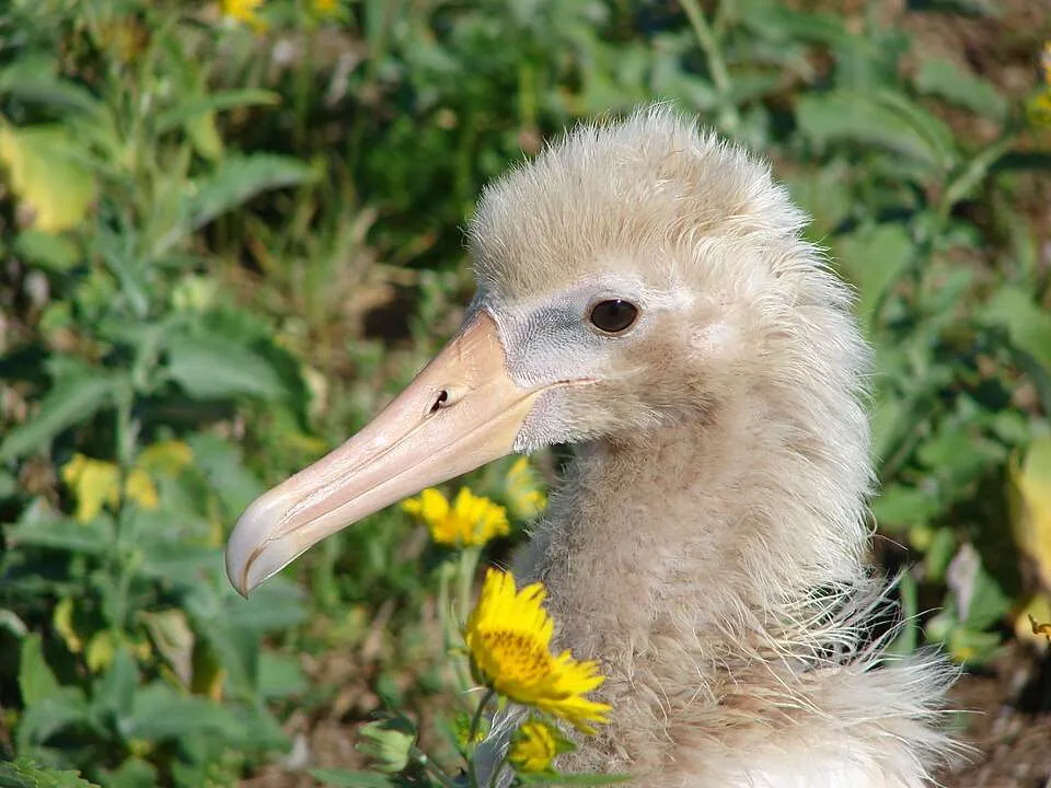 Pale and fluffy albatross chick sits in grass.
