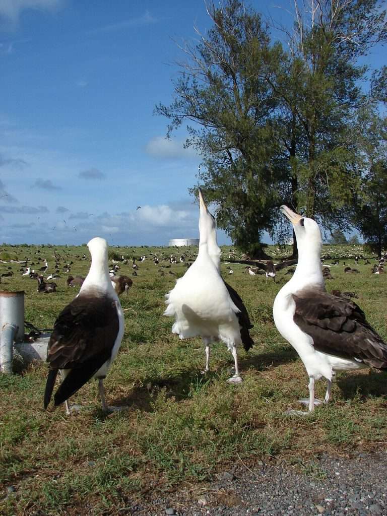 3 albatross with smoky eyes are calling to each other.