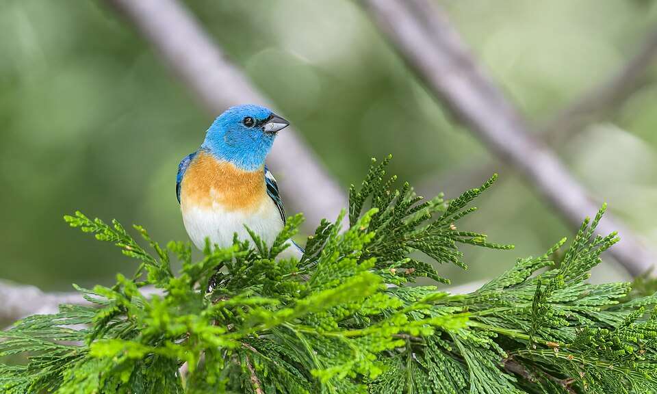 A small cream and buff bird sits on top of foliage. It has a bright blue head.