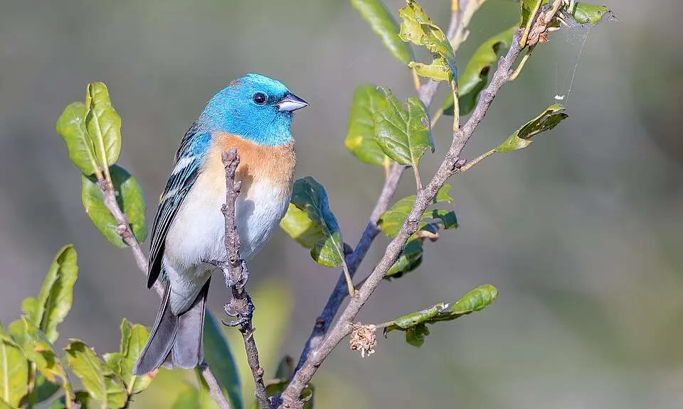 Small songbird with pale chest, rosy breast and bright blue head.
