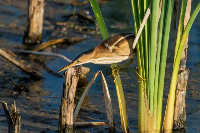 Small wetland bird with mid-tan plumage and streaky breast. It is hunting in reeds.