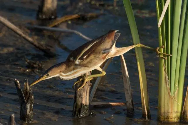 Small wetland bird with mid-tan plumage and streaky breast. It is hunting in reeds.