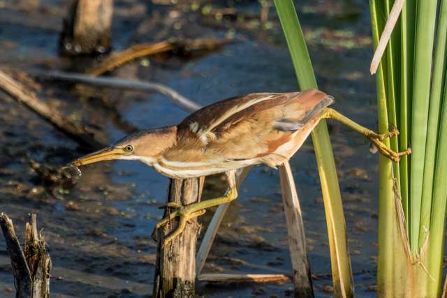 Small wetland bird with mid-tan plumage and streaky breast. It is hunting in reeds.