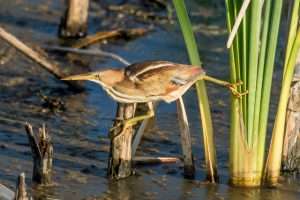 Small wetland bird with mid-tan plumage and streaky breast. It is hunting in reeds.