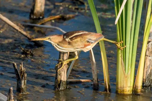 Small wetland bird with mid-tan plumage and streaky breast. It is hunting in reeds.