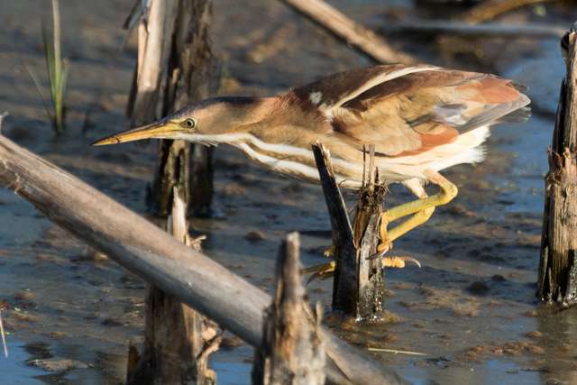 Small wetland bird with mid-tan plumage and streaky breast. It is hunting in reeds.